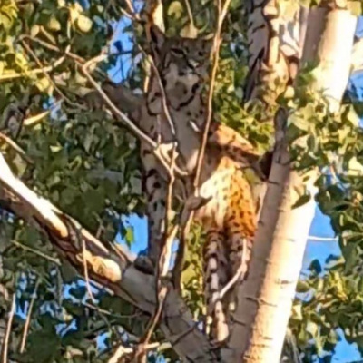 Ağaçta görüntülenmişti... "Anadolu parsı değil"