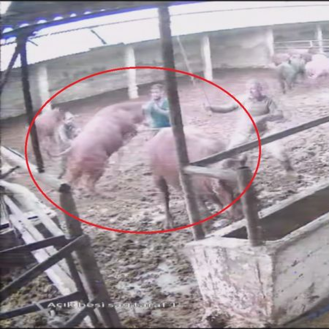 Zıplayıp 'tos' vurdu! Boğanın saldırısı kamerada!