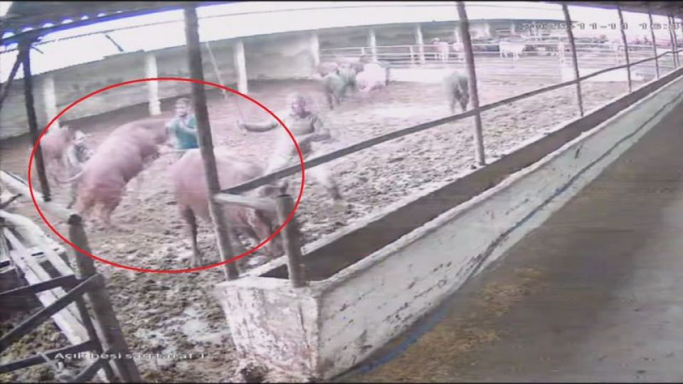 Zıplayıp 'tos' vurdu! Boğanın saldırısı kamerada!