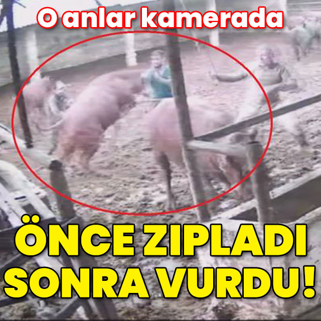 Zıplayıp 'tos' vurdu! Boğanın saldırısı kamerada!