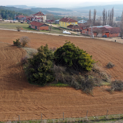 Uzaktan çalılığa benzetiliyor, içi şaşırtıyor!