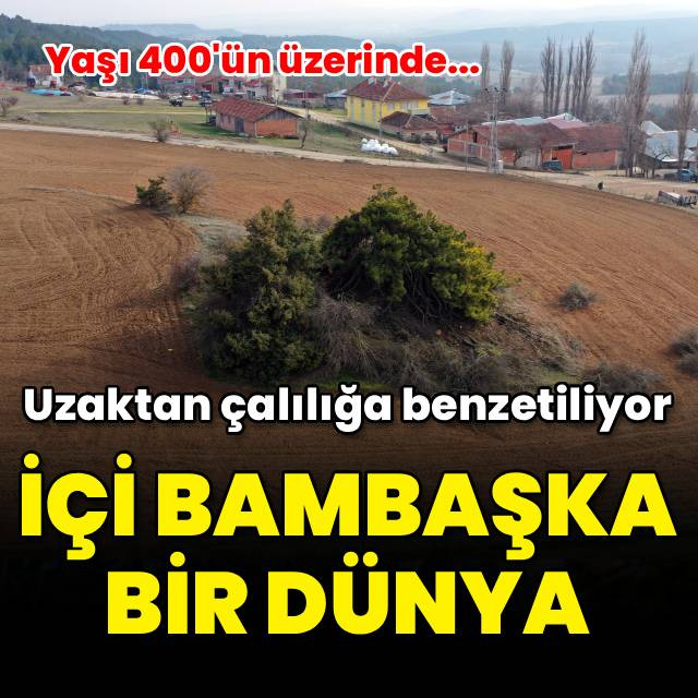 Uzaktan çalılığa benzetiliyor, içi şaşırtıyor!
