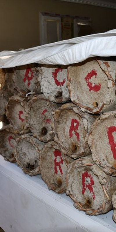 Misafir odasına yerleştirdi! "Kilosu 10 bin lira"