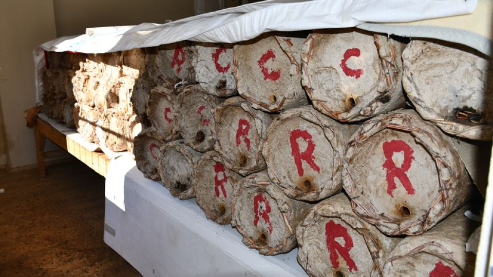 Misafir odasına yerleştirdi! "Kilosu 10 bin lira"