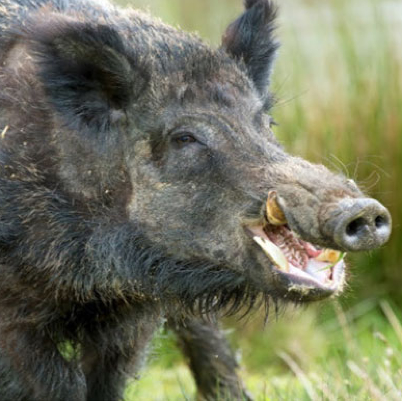 Domuz avcıyı öldürdü! Kanlı av!