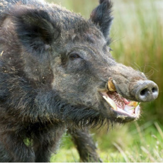 Domuz avcıyı öldürdü! Kanlı av!
