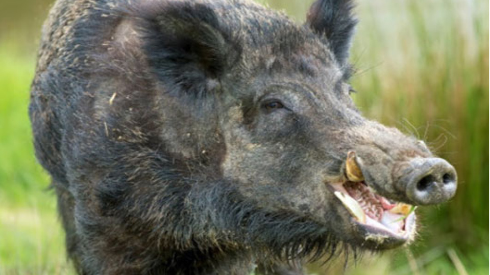 Domuz avcıyı öldürdü! Kanlı av!