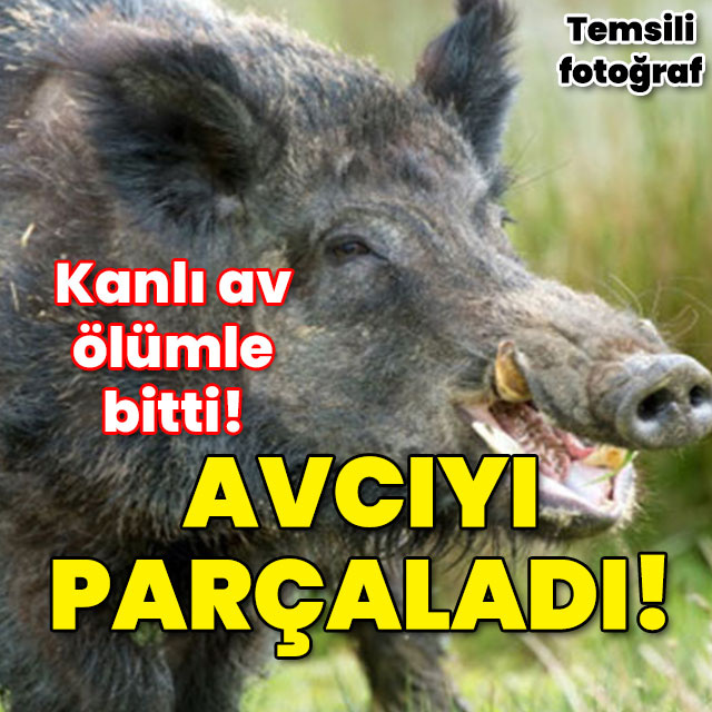 Domuz avcıyı öldürdü! Kanlı av!