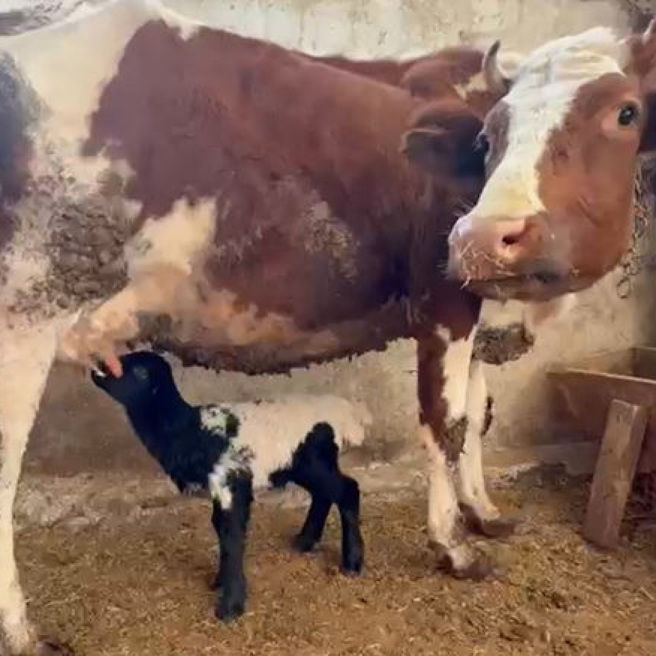 Annesi ölen kuzuyu inek emziriyor