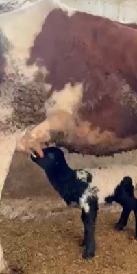 Annesi ölen kuzuyu inek emziriyor