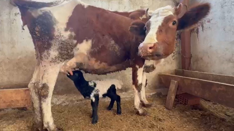 Annesi ölen kuzuyu inek emzirmeye başladı