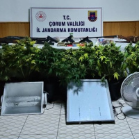 Uyuşturucu bitki yetiştiren 4 kişi yakalandı