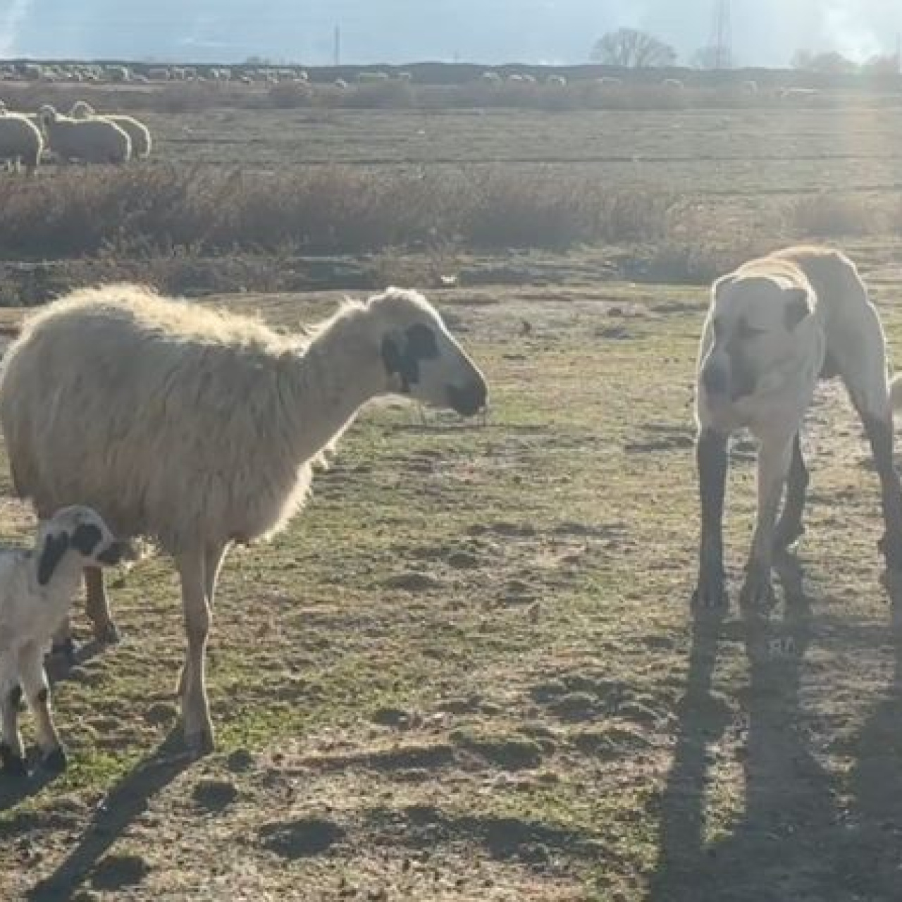 Kuzusunu korumak için köpeğe karşı siper oldu