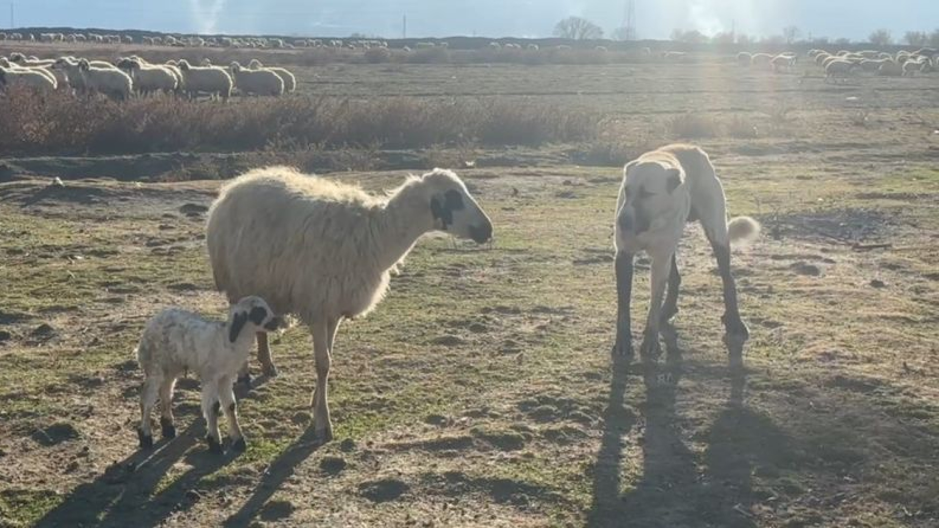 Anne koyun kuzusunu korumak için köpeğe karşı siper oldu