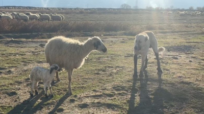 Kuzusunu korumak için köpeğe karşı siper oldu