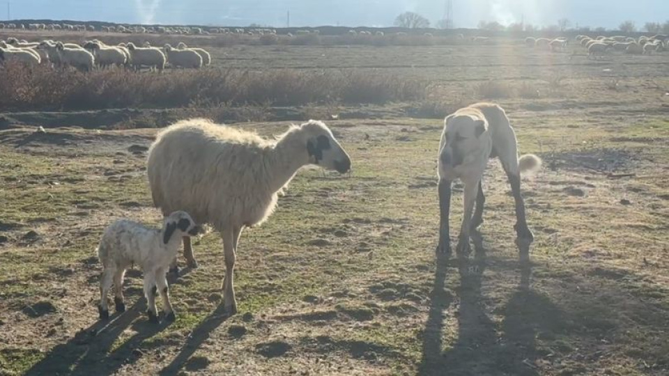 Kuzusunu korumak için köpeğe karşı siper oldu