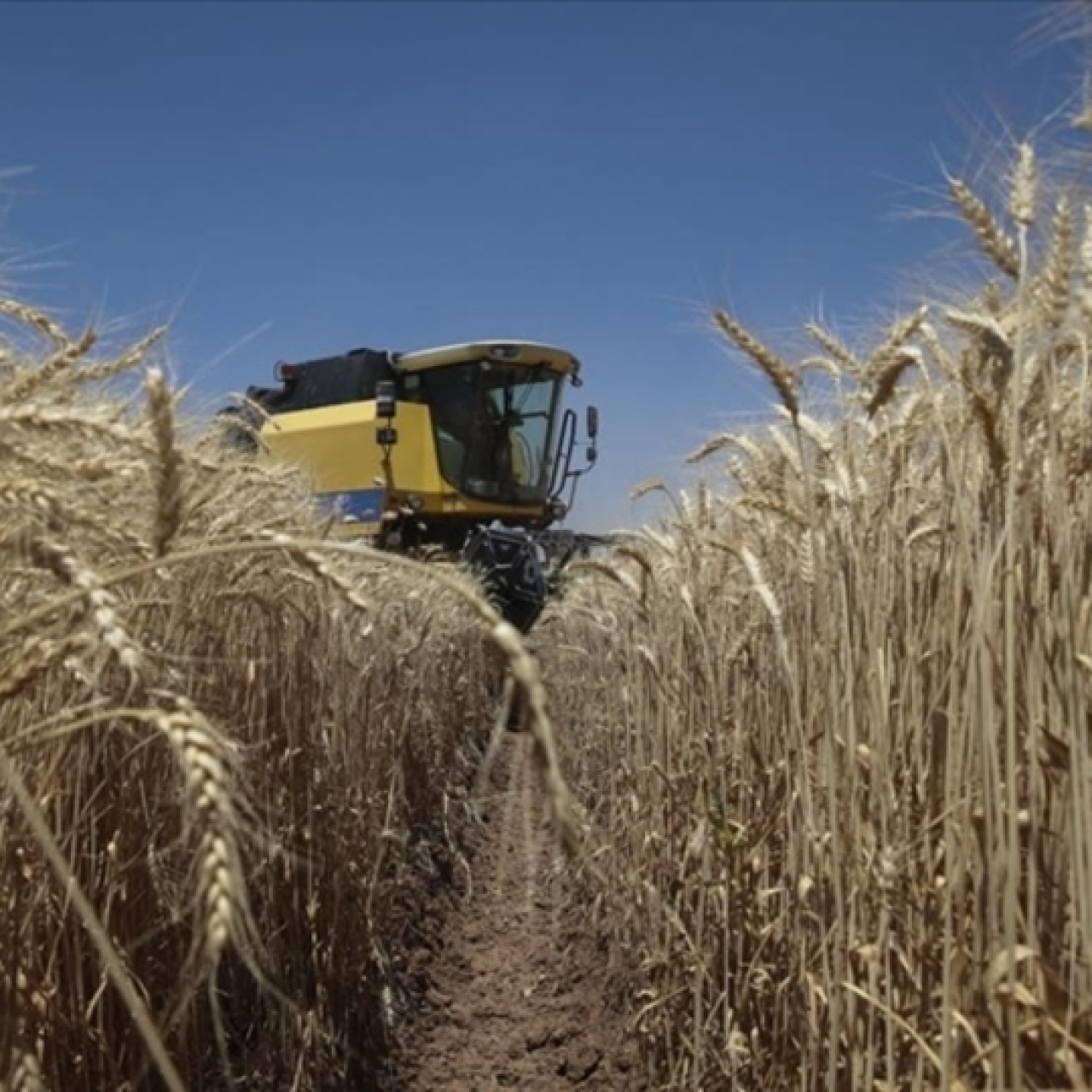 Tarım ÜFE kasımda aylık bazda geriledi