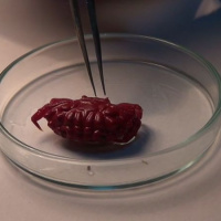 Hint-Pasifik kökenli! Türkiye kıyılarında ilk kez görüldü