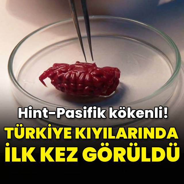 Hint-Pasifik kökenli! Türkiye kıyılarında ilk kez görüldü