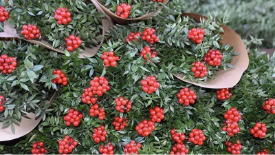 Kokina talebi iki katına çıktı