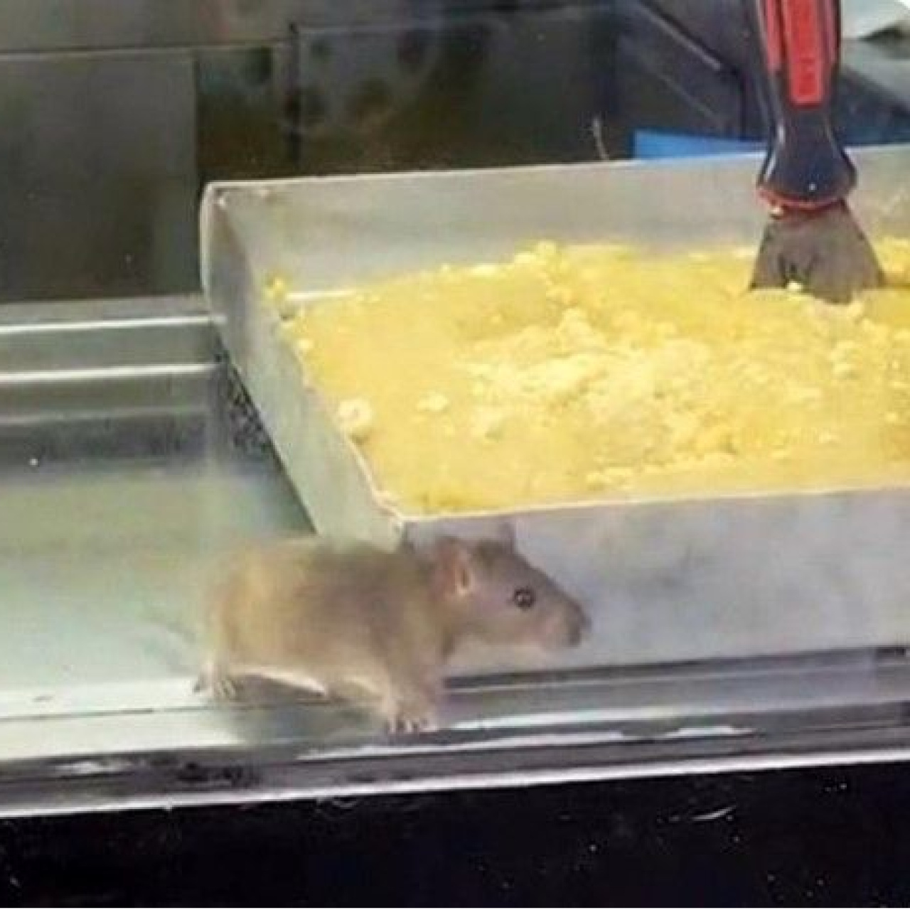 Büyük skandal! Fare, börek tezgahında...