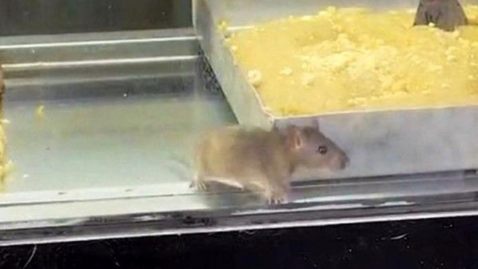 Büyük skandal! Fare, börek tezgahında...