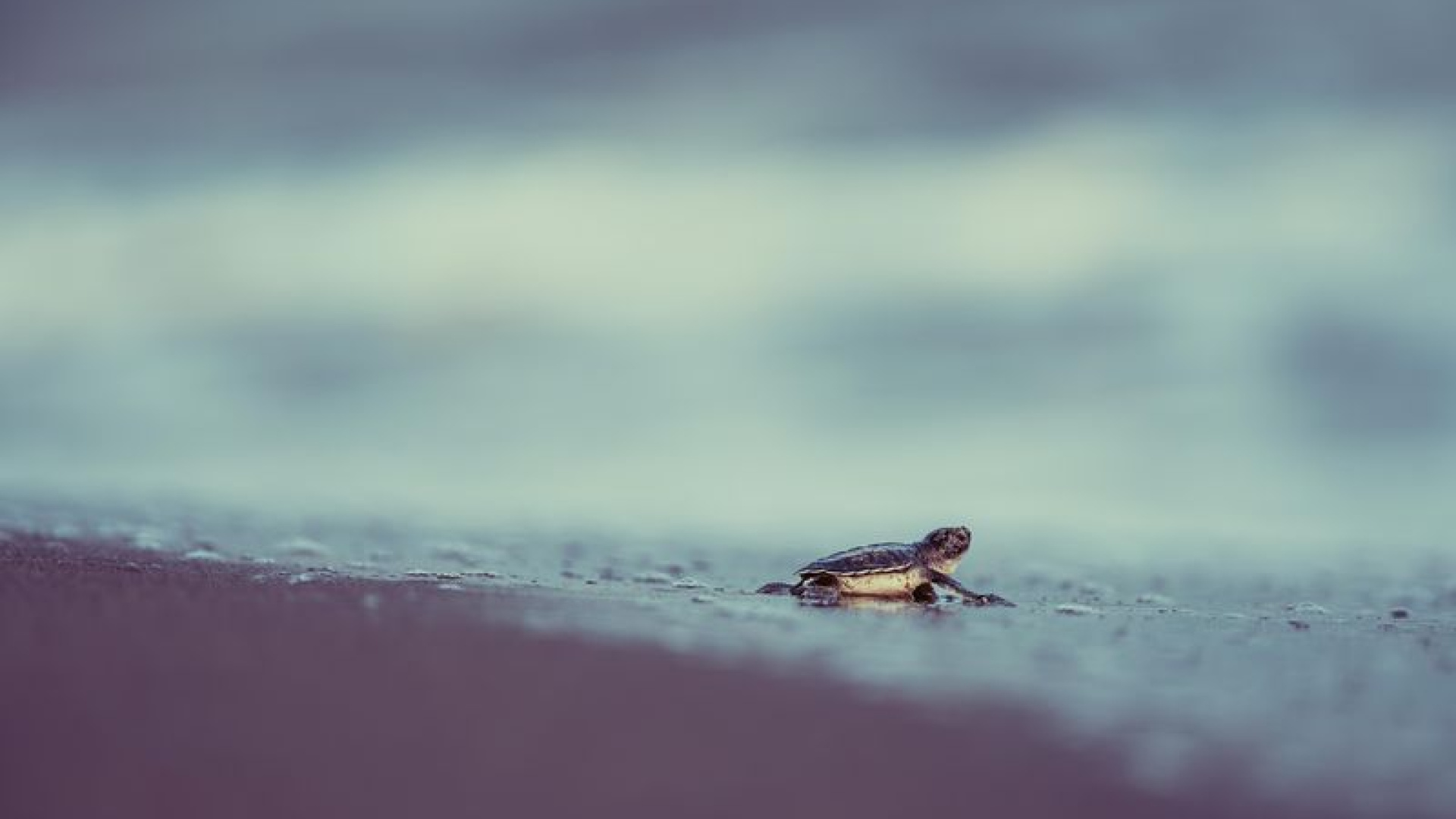 Türkiye'de bu yıl 106 bin 348 yavru kaplumbağa denize kavuştu