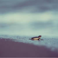 Türkiye'de bu yıl 106 bin 348 yavru kaplumbağa denize kavuştu