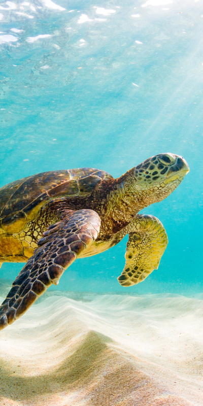 Kaplumbağalar hakkında 10 ilginç gerçek!