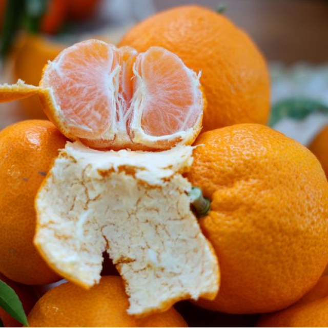 Mandalina ihracatı rekor kırdı