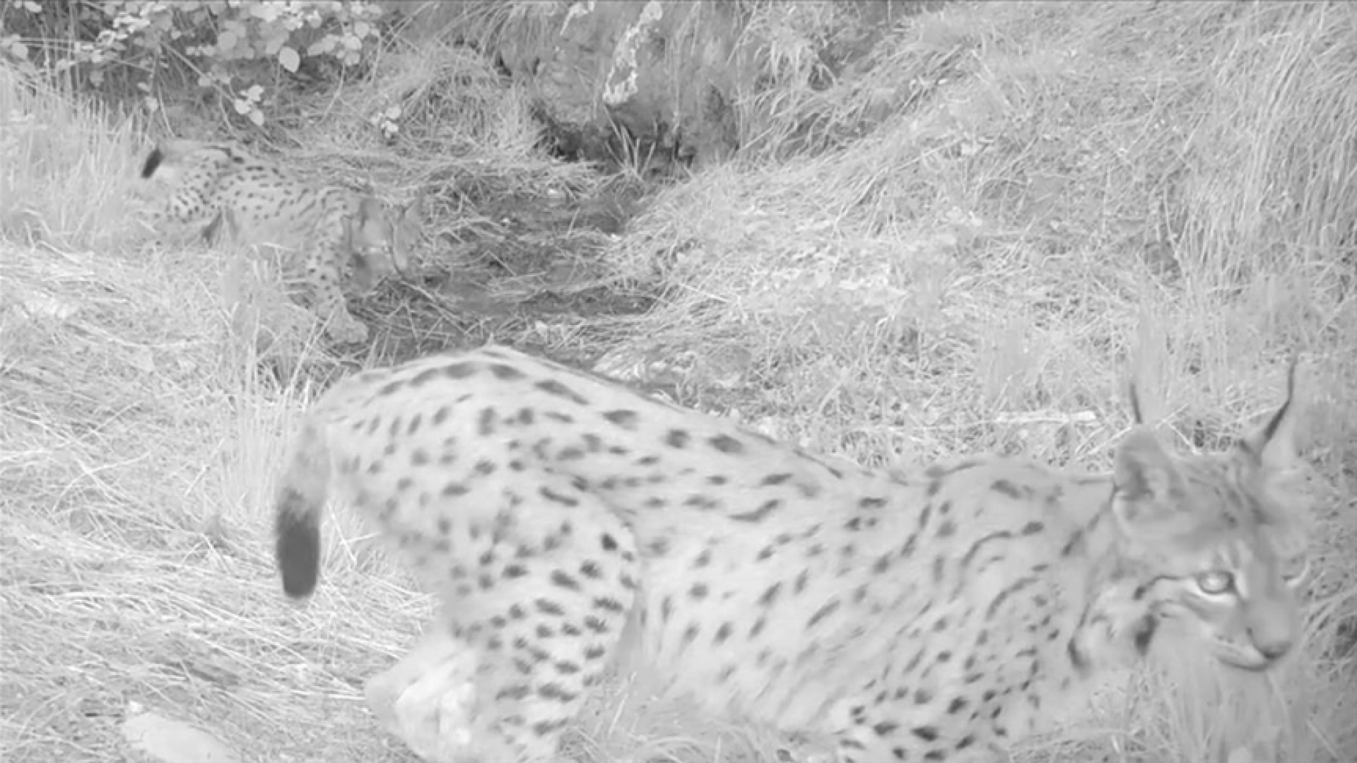 Antalya'da vaşak yavruları fotokapanla görüntülendi