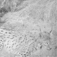 Vaşak yavruları fotokapanda