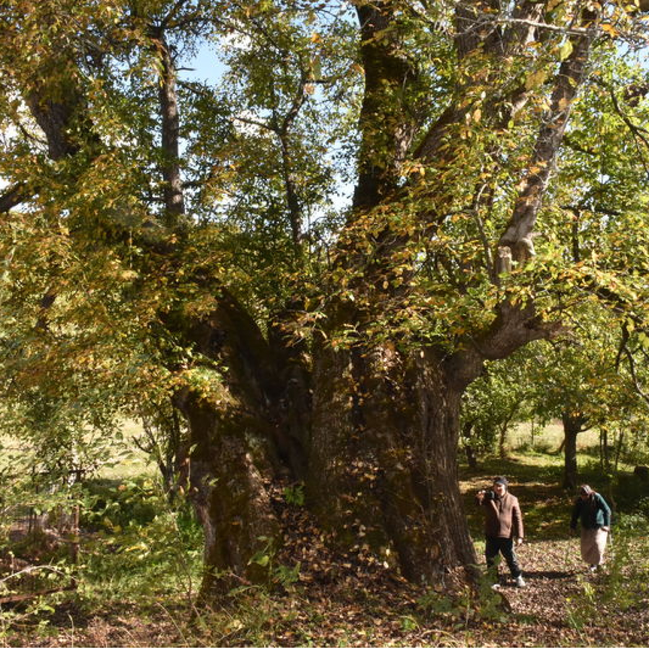 Türkiye'de doğal mirasları! 10 bin 503'ü koruma altında