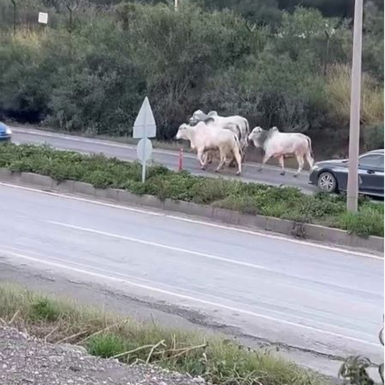 Otobanda firari angus avı