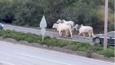 Otobanda firari angus avı