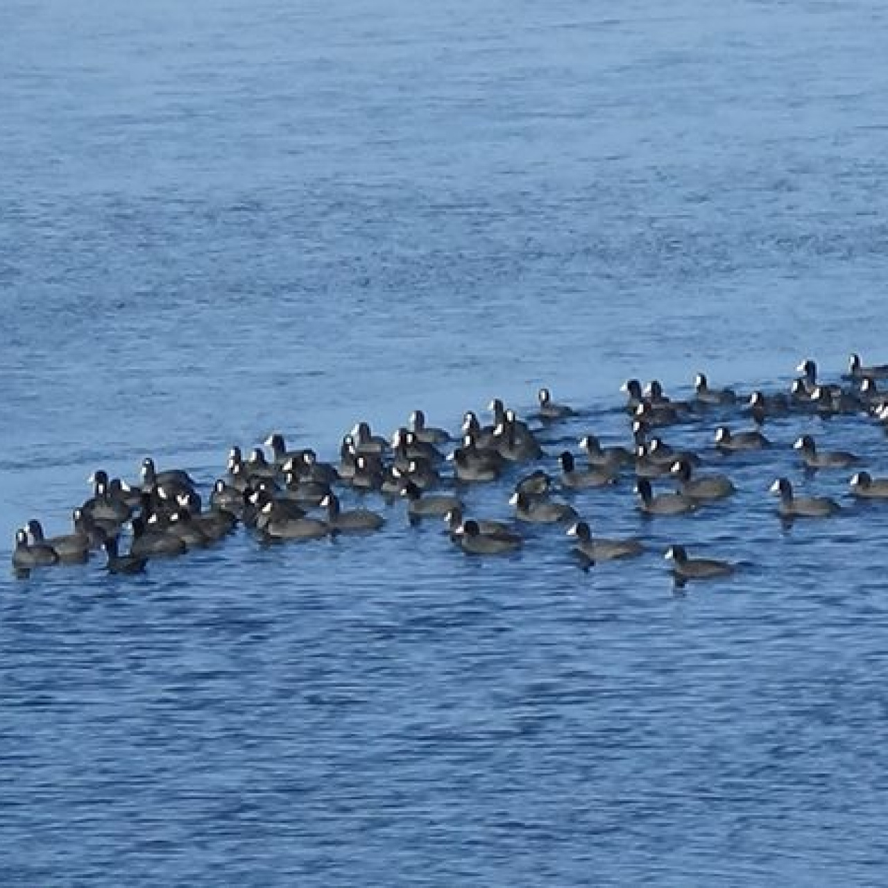 Antarktika değil! İşte Kars'ın 'yerli penguenleri'