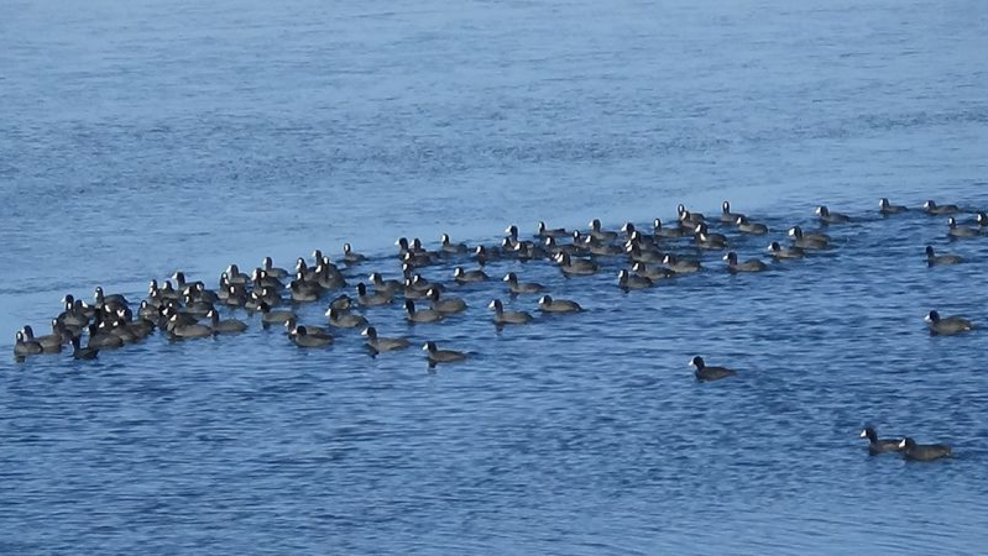 Kars'ın 'yerli penguenleri' görev başında