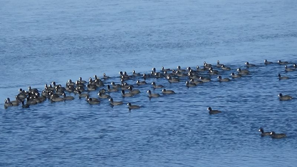 Antarktika değil! İşte Kars'ın 'yerli penguenleri'