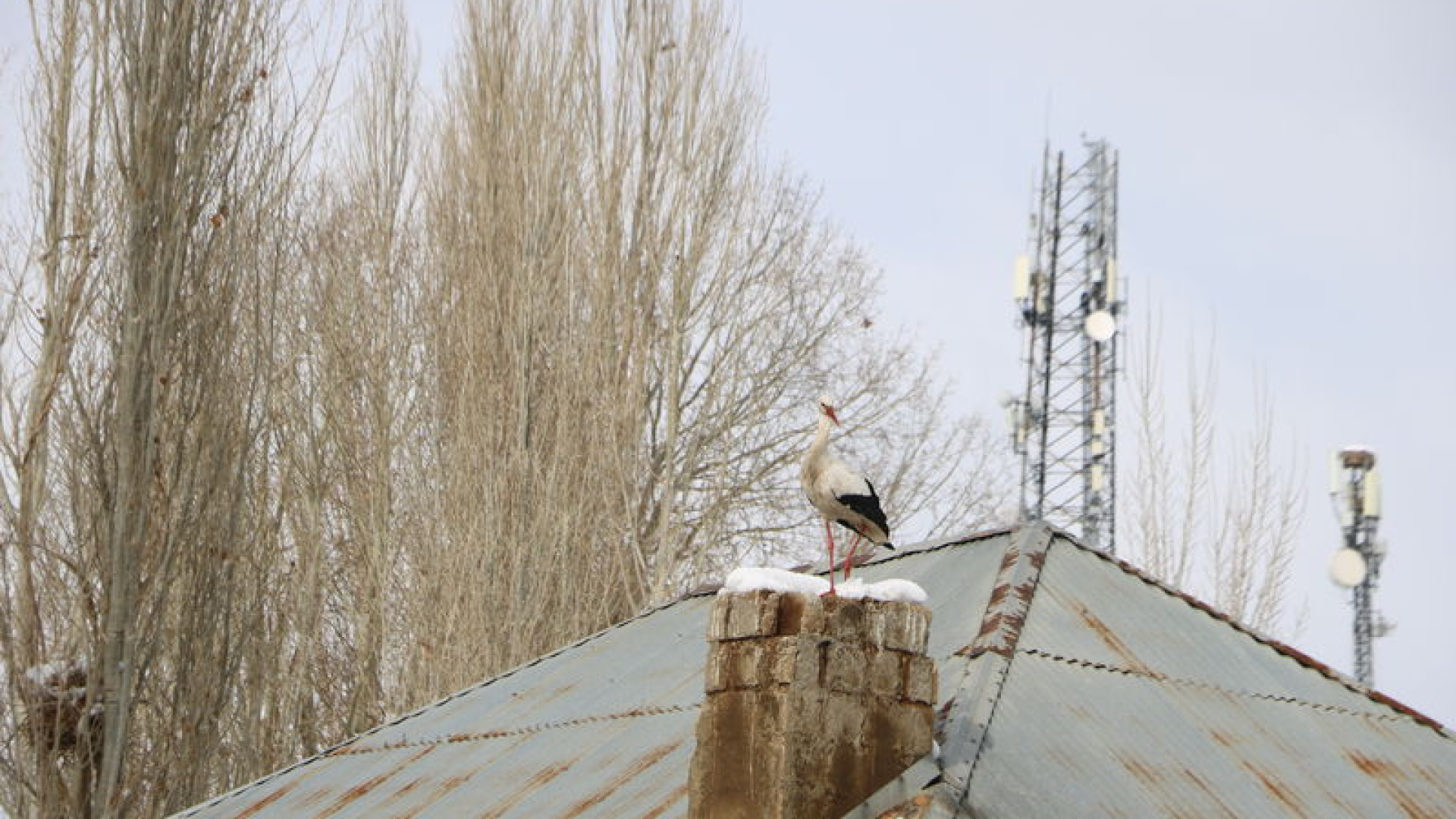Yüksekova’da 23 yıldır göç etmeyen leyleklere yenileri eklendi