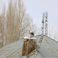 23 yıldır göç etmeyen leyleklere yenileri eklendi