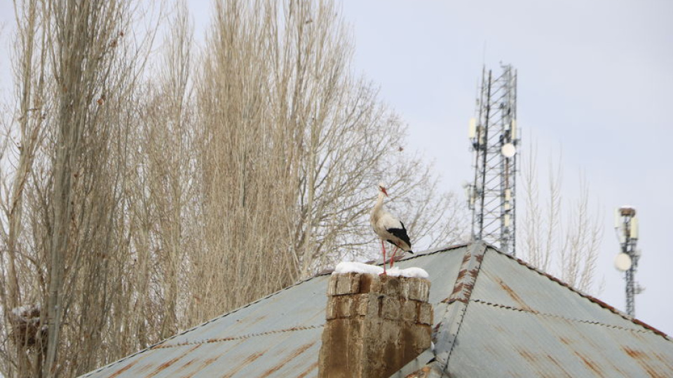 23 yıldır göç etmeyen leyleklere yenileri eklendi