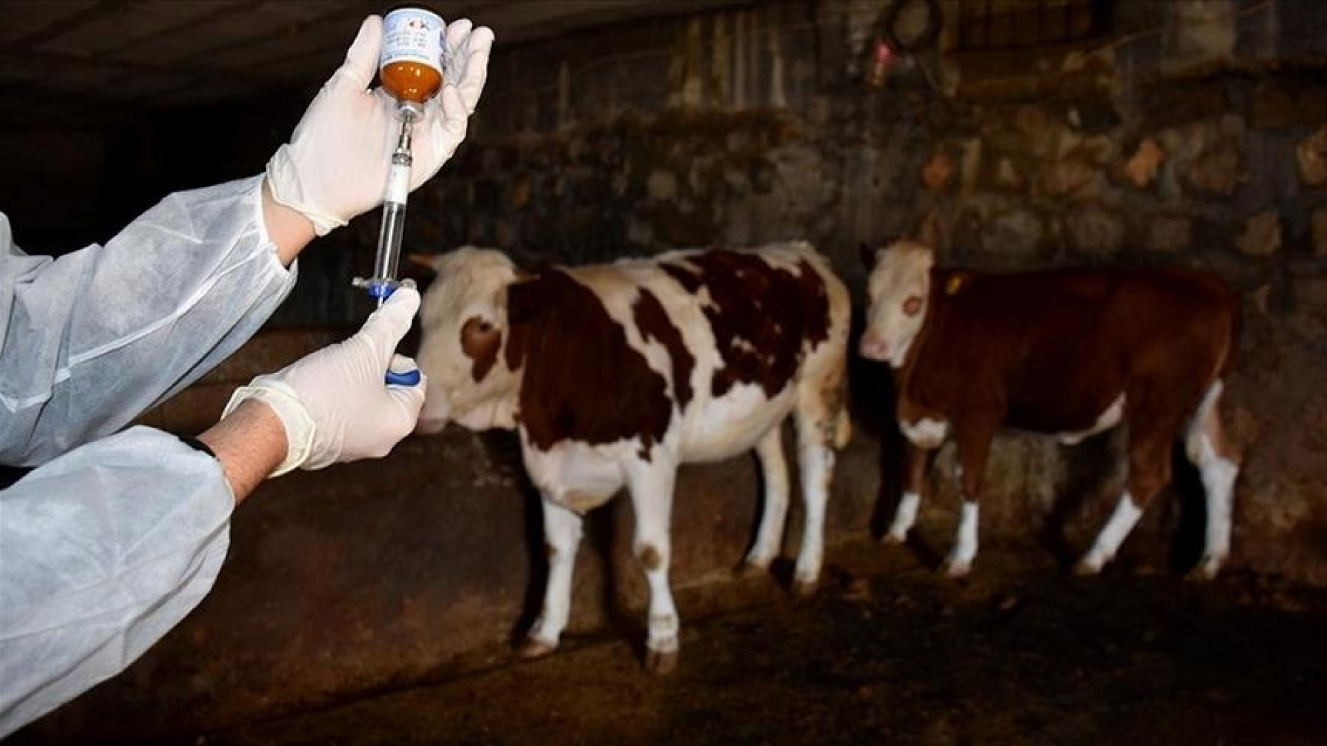 Sakarya Karasu'da Şap Alarmı: 37 Mahallede Karantina Başladı