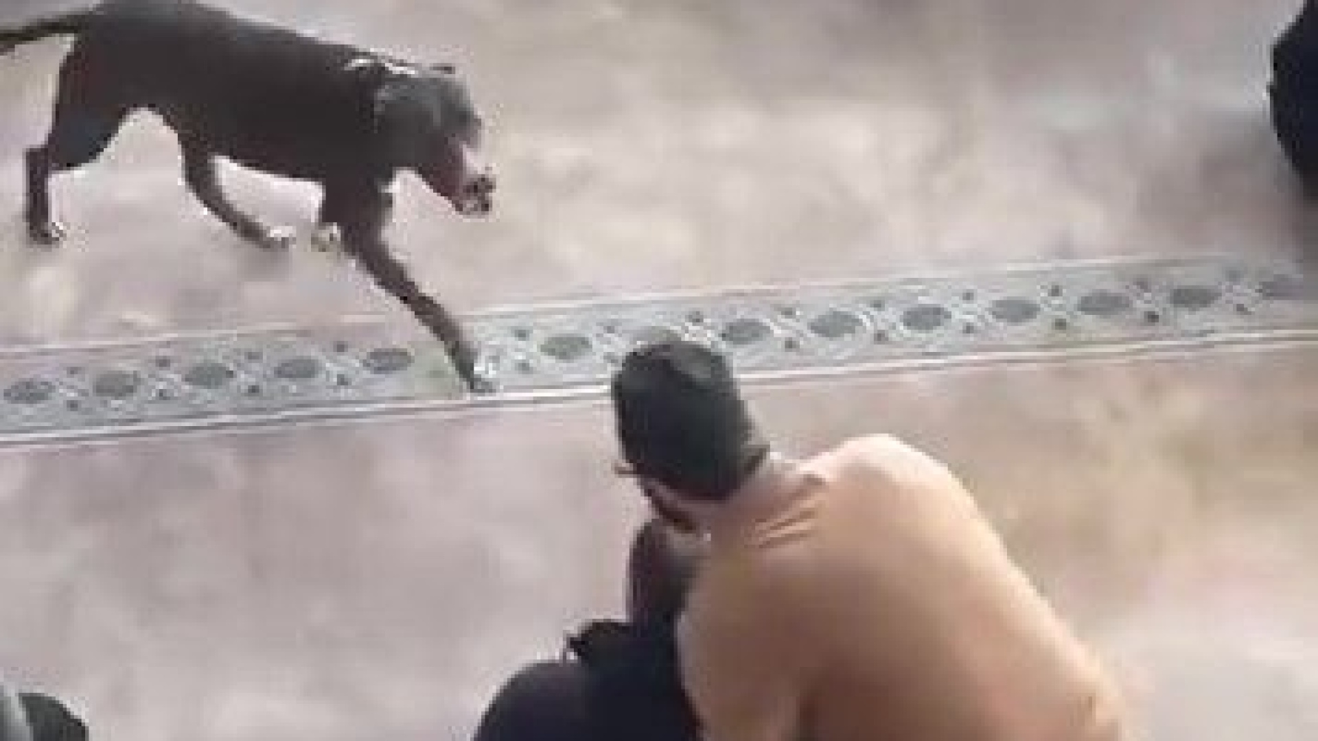 Camiye bir anda pitbull girdi | SON DAKİKA HABER | Son dakika haberleri