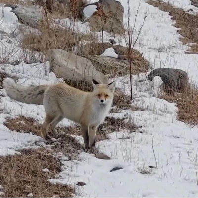 Sesinden tedirgin oldu, yuvasını terk etmedi!