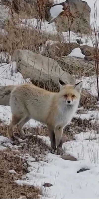 Sesinden tedirgin oldu, yuvasını terk etmedi!