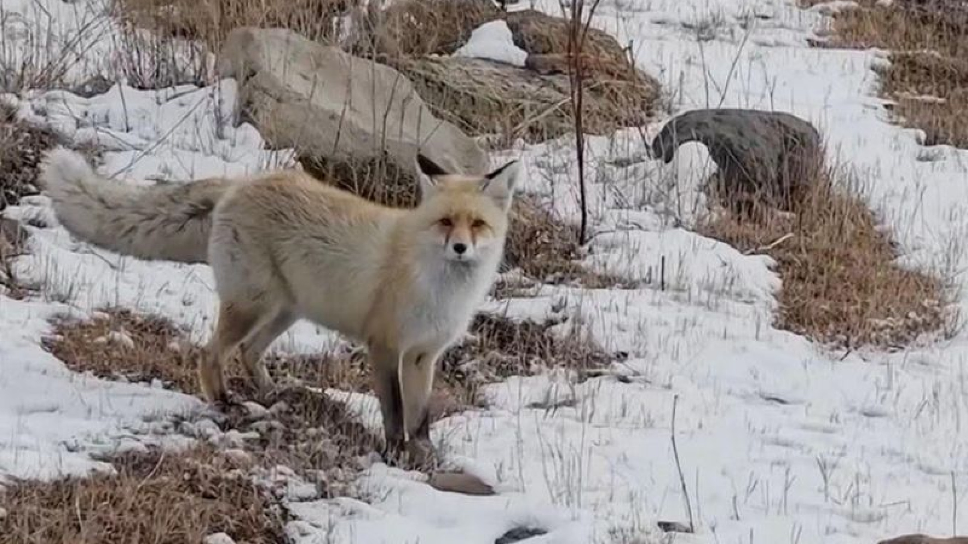 Ardahan'da Kızıl Tilki Drone'a Karşı Yuvasını Savundu