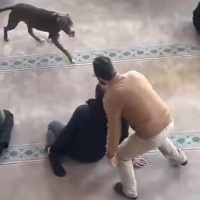 Camiye giren pitbulla el konuldu