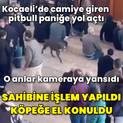 Camiye giren pitbulla el konuldu