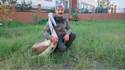 Yaralı pelikanın yürek ısıtan dostluğu