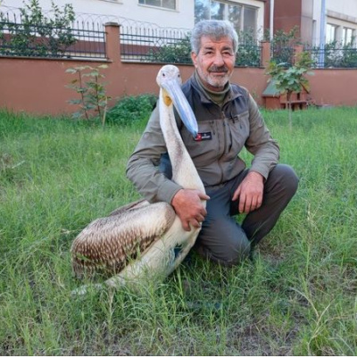 Yaralı pelikanın yürek ısıtan dostluğu